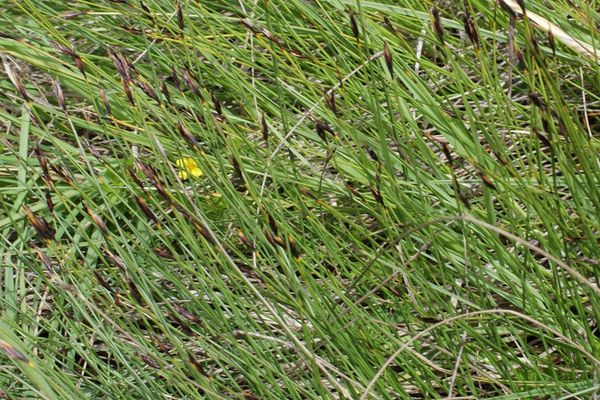 Brown bog-rush