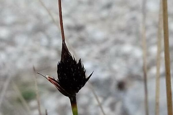 Black bog-rush