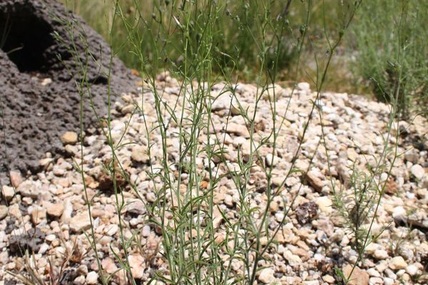 Schwenckia americana