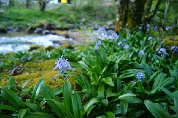 Alpine squill