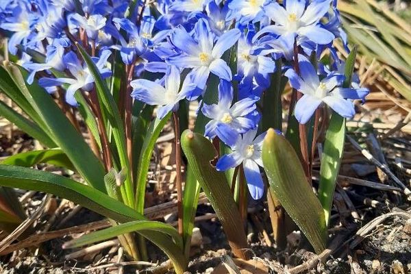 Asian spring bulb