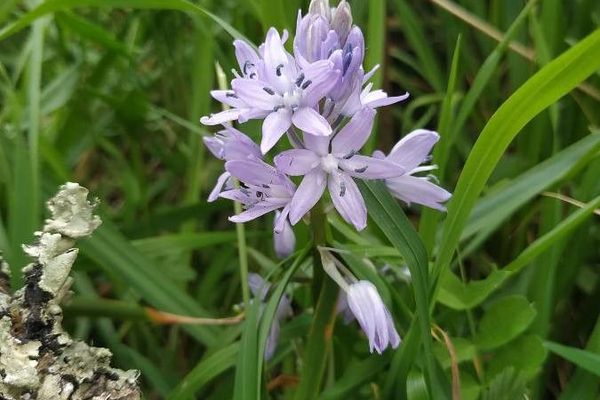 Pyrenean squill