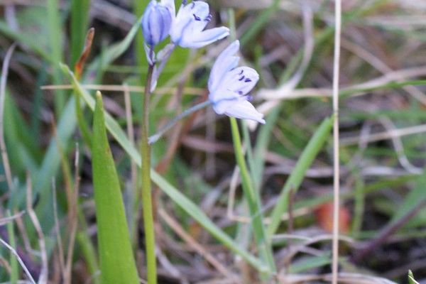 Scilla monophyllos
