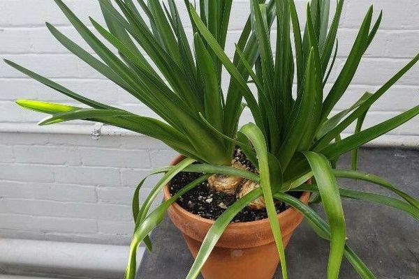 Cuban-lily