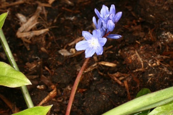 Scilla sardensis