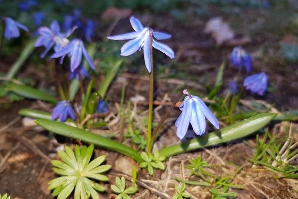 Siberian squill