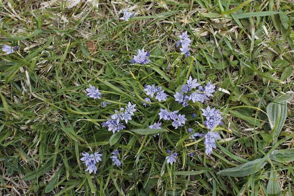 Spring squill