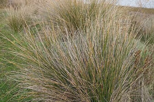 Roundhead bulrush