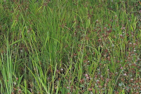 Black bulrush