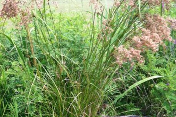 Cotton-grass bulrush