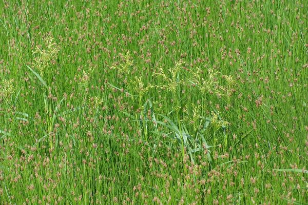 Rufous bulrush