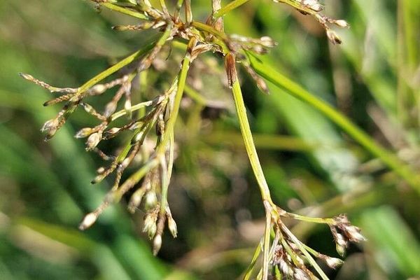 Scirpus radicans
