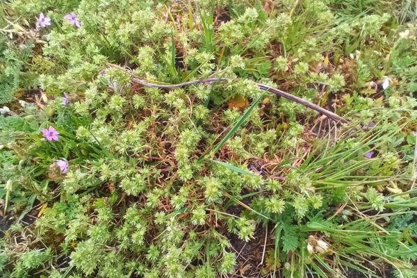 German-knotweed