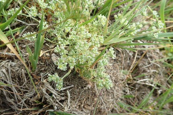 Perennial knawel