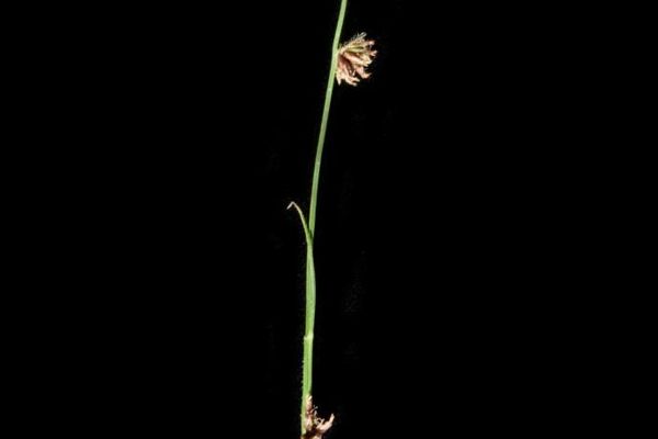 Scleria distans