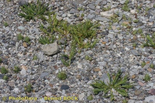 Common hardgrass