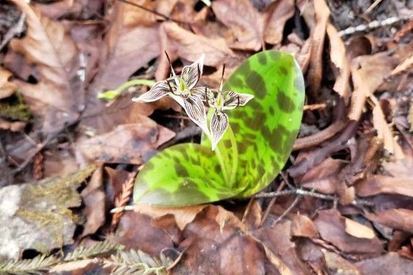Foetid adder's-tongue