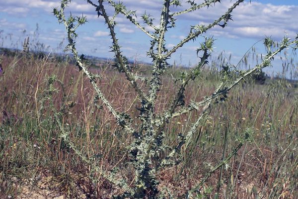 Spotted golden thistle