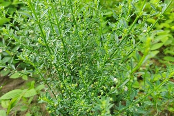 Scoparia-weed