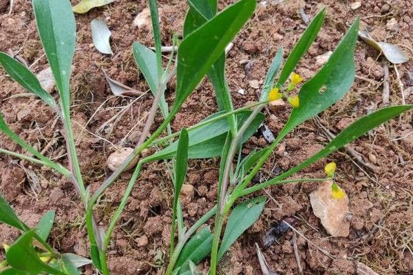 Caterpillar-plant
