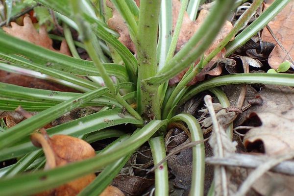 Black-salsify