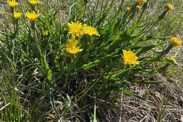 Viper's grass