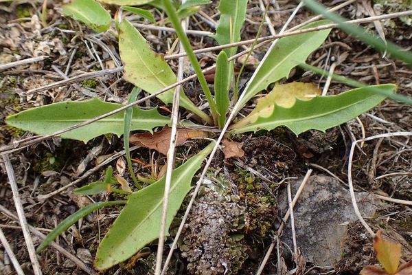 Scorzoneroides helvetica
