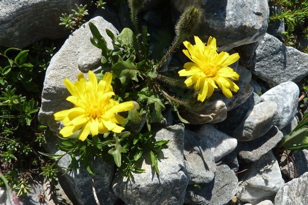 Mountain hawkbit