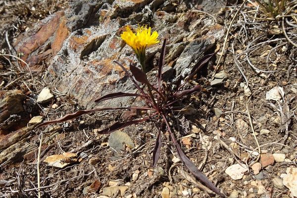 Scorzoneroides pyrenaica