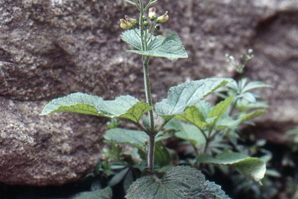 Italian figwort