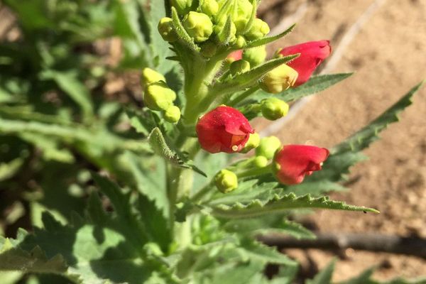 California figwort