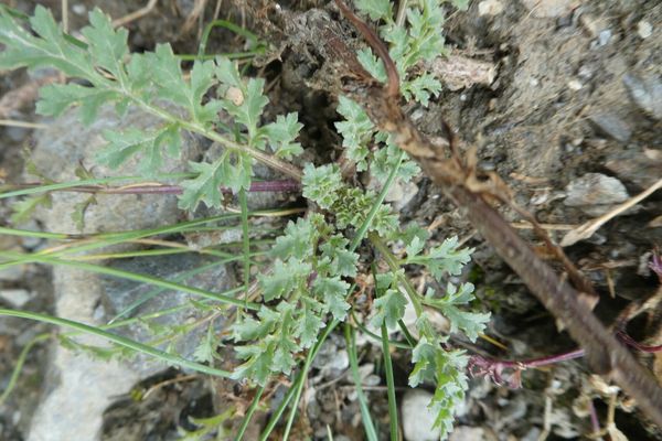 French figwort