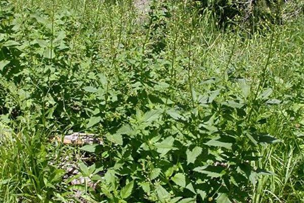 American figwort