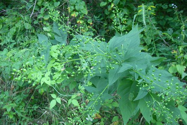 Figwort