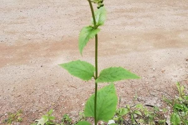 Figwort