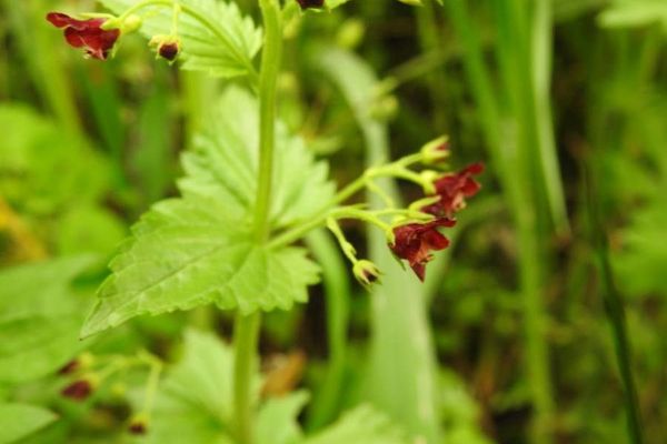 Mediterranean figwort