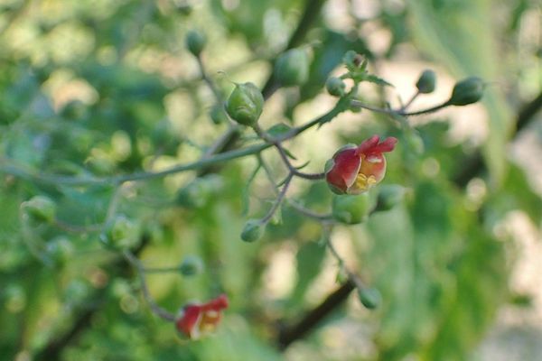 Balm-leaved figwort