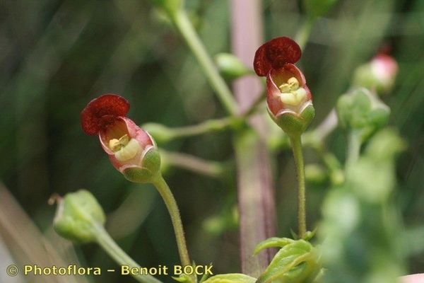 Scrophularia sublyrata