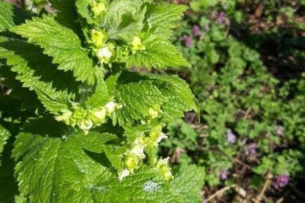 Yellow figwort