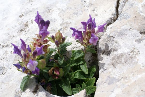 Alpine scullcap