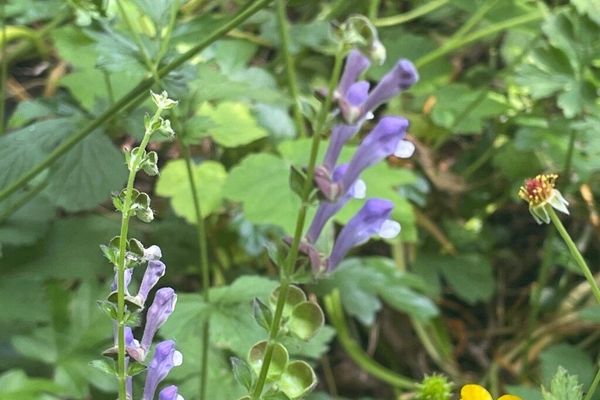 Somerset skullcap