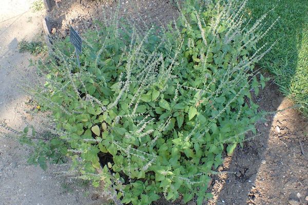 Large skullcap