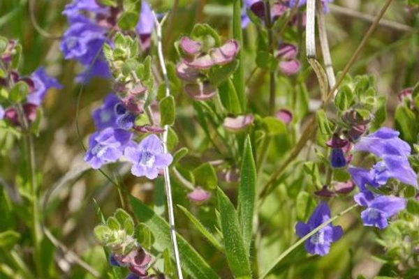Drummond's skullcap