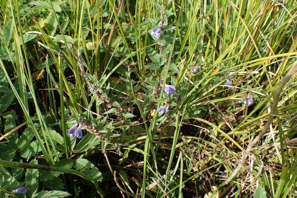 Marsh scullcap