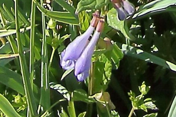 Norfolk skullcap