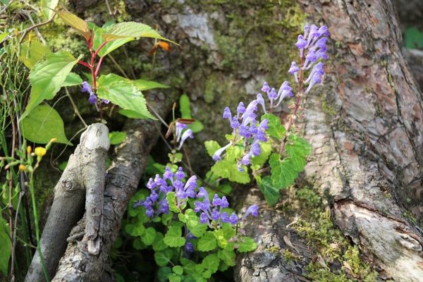 Scutellaria indica
