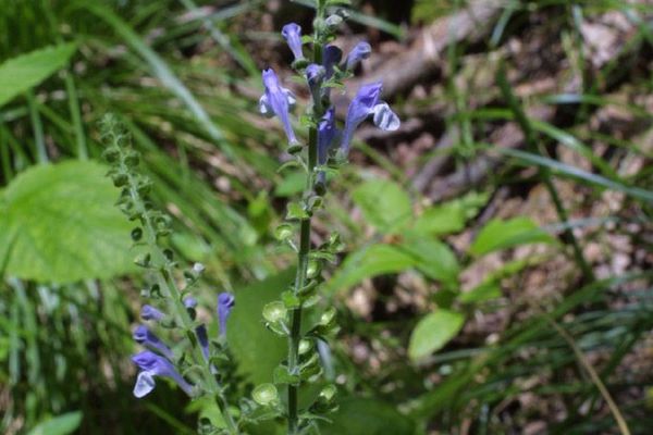 Heartleaf skullcap