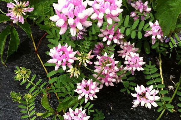 Trailing crown-vetch