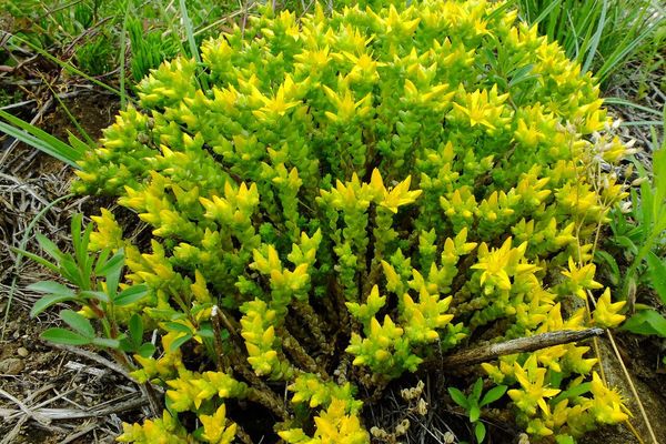 Biting stonecrop