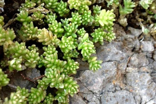 White stonecrop
